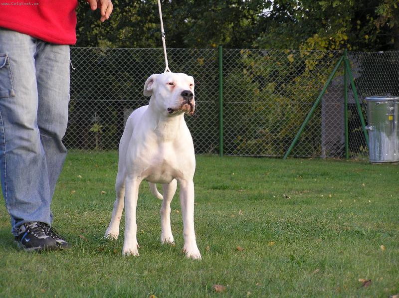 Foto: JCH CR Jacinta-Jacinta CHS Blansky les