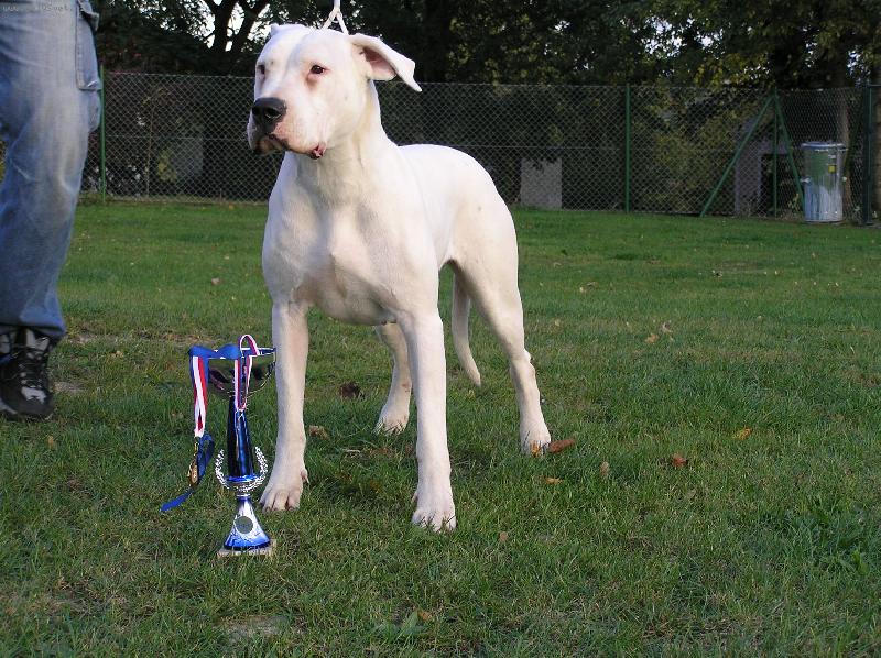 Foto: JCH CR Jacinta Audacity-CHS Blansky les