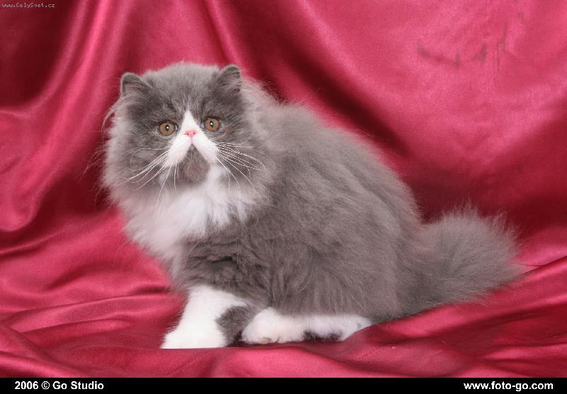 Foto: And�l��ek-Angel Dust Feeling So Good, CZ - 3,5 m�s�ce