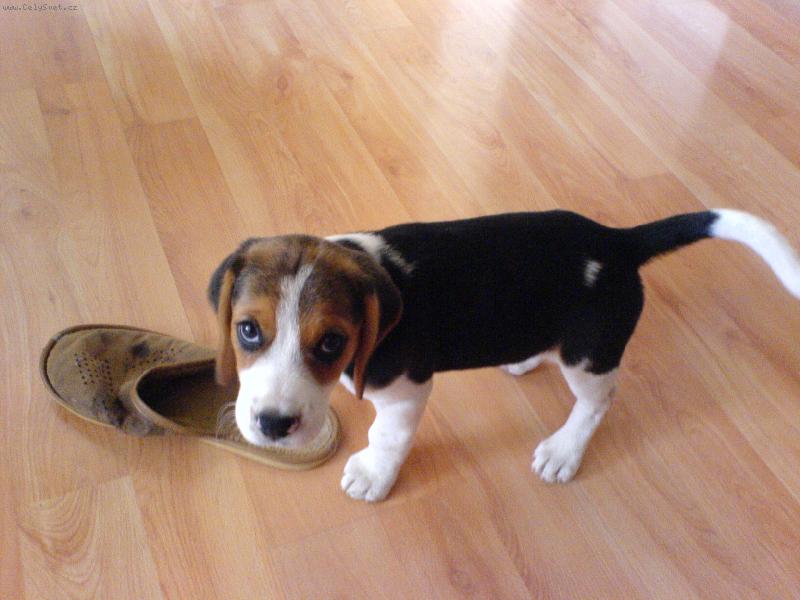 Foto: zkus mi ji vz�t!!!-Enie se svou obl�benou papu��