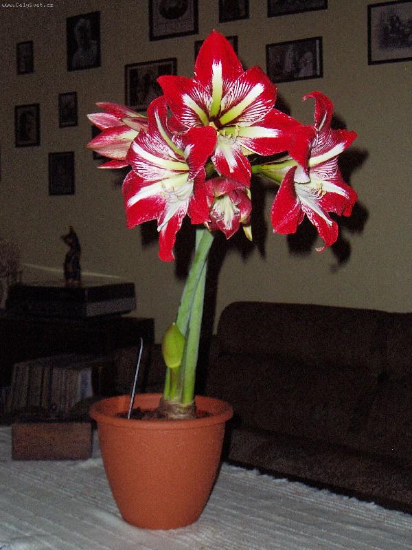 Foto: amarylis hv�zdn�k-slov nen� pot�eba