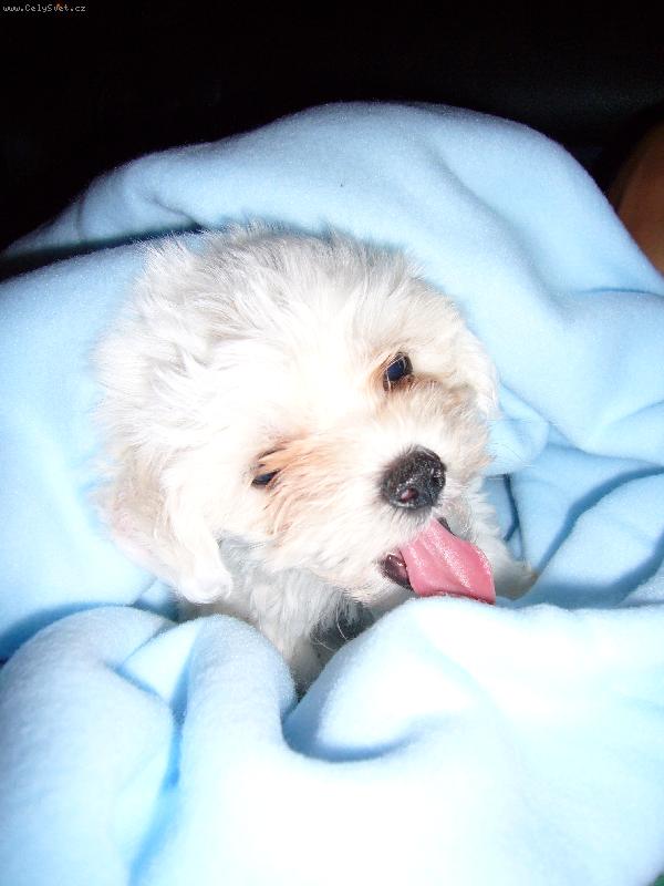 Foto: n� mil��ek Cassie