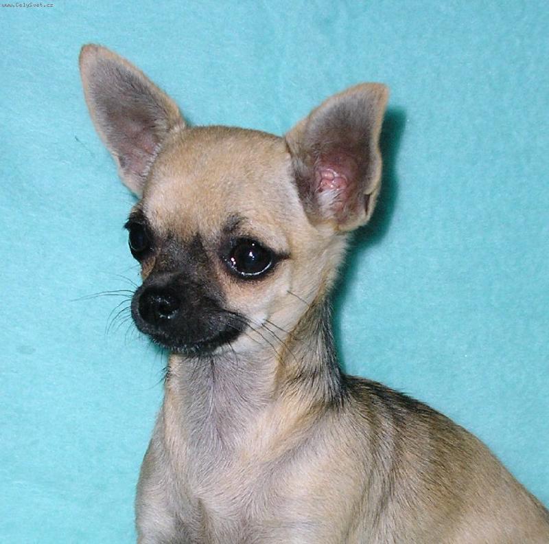 Foto: Jasanka Bohemia Kevin