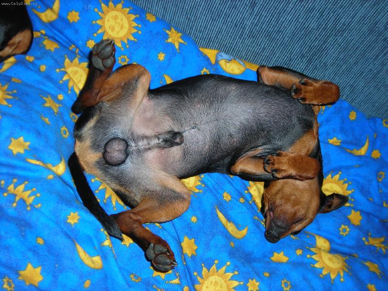 Foto: Trpasli�� pin�