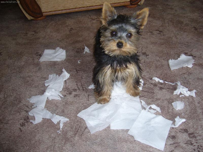 Foto: takhle to dopadne kdyz nezavreme dvere na zachod!!! :-)