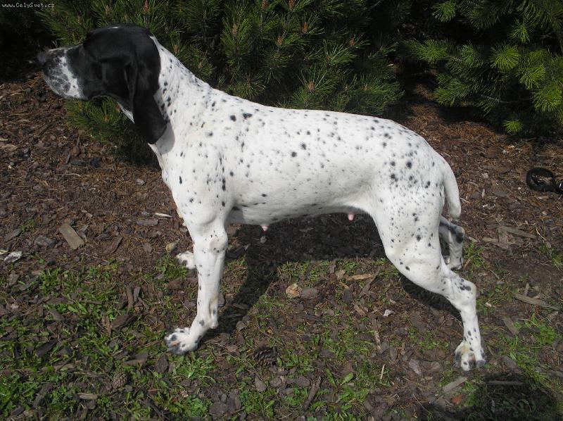 Foto: Anda z Rejdi�t�-Chovn� fena  CHS DAMA Krkono�e