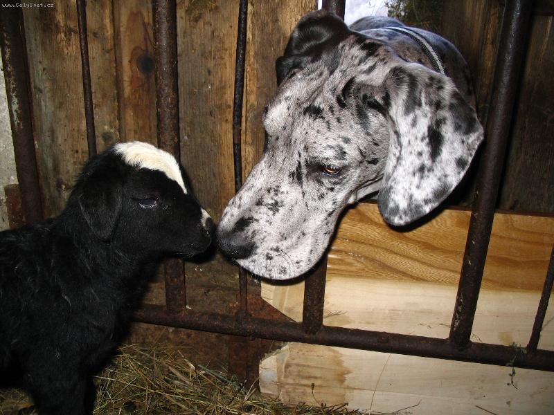 Foto: Cip�sek-Kamar�d?