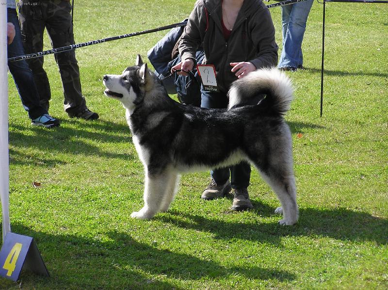 Foto: Rasta - man Shamanrock-p�lro�n� miminko