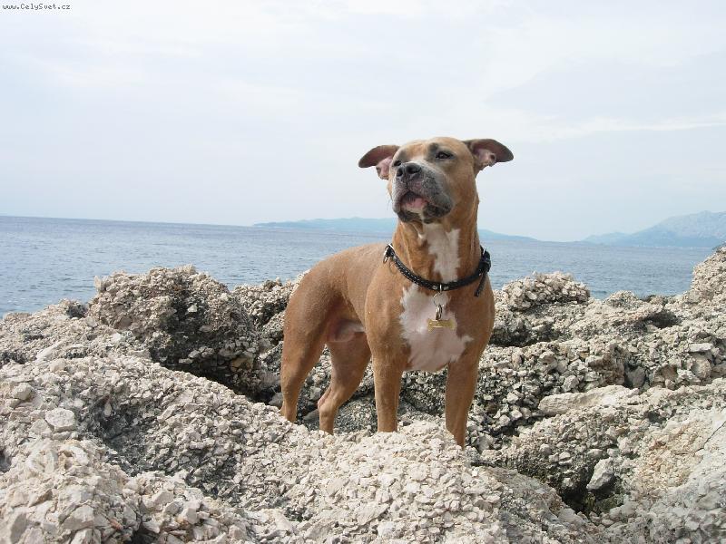 Foto: Daydream Fantasy Amazonka-N� mil��ek Day