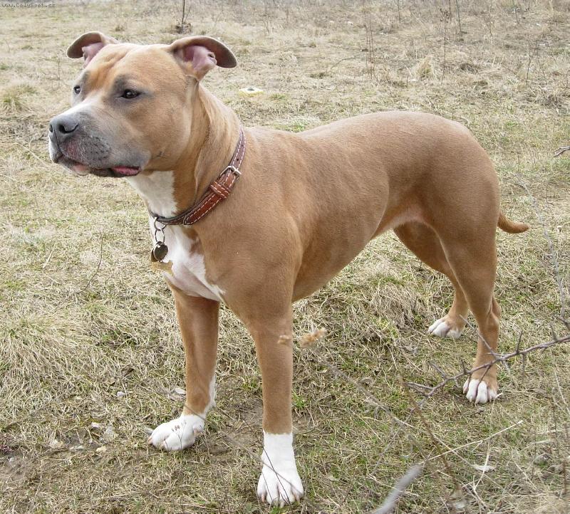 Foto: Daydream Fantasy Amazonka-N� mil��ek Day