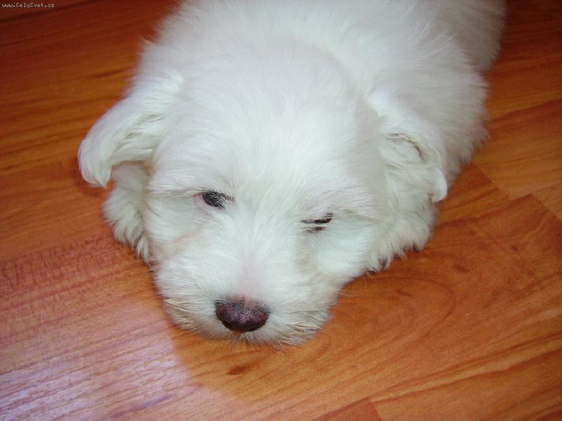 Foto: Malt�z��ek