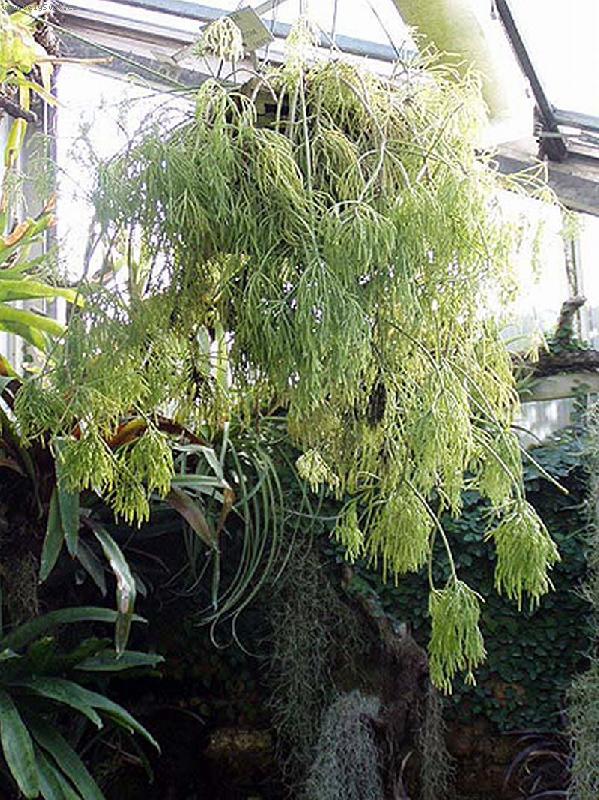 Foto: Rhipsalis cassutha