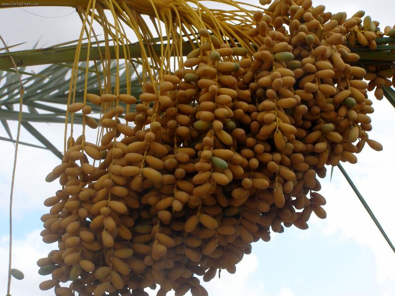 Foto: Datle-Tunisko - Djerba