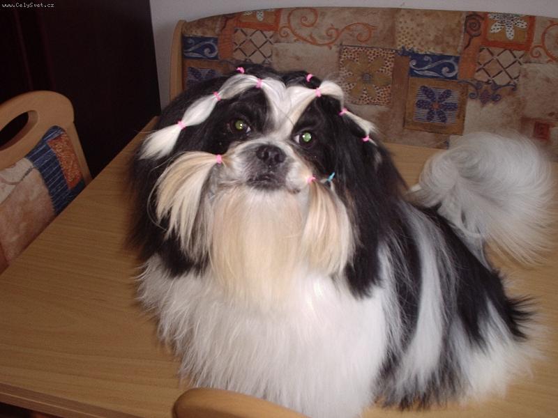 Foto: Quentin Rose Premium Bohemia