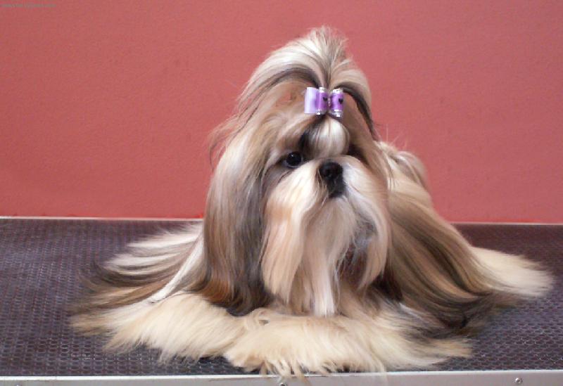 Foto: Irin z Medv�d�ho Doup�te-CHS z Ji�n� r��e