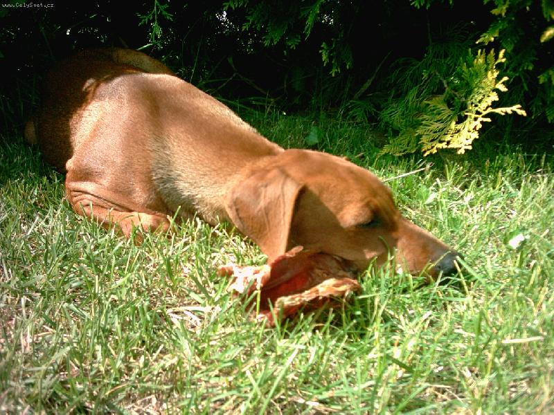 Foto: jeden velkej ps� �vindl-...d�l�m, �e sp�m