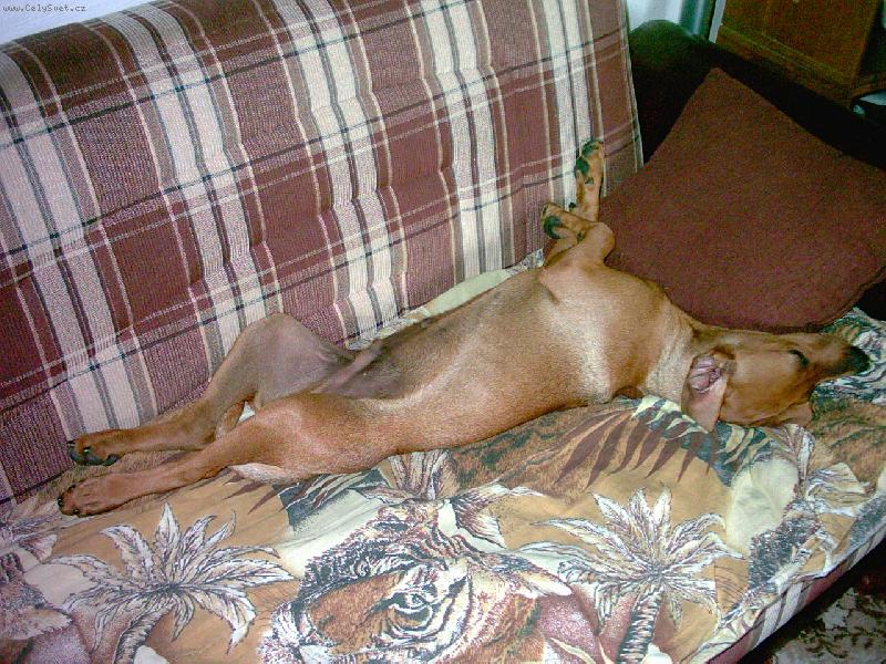 Foto: ka�d� n�meck� pin� pat�� do postele-...a kdo o tom pochybuje, je v... podpis- Alex