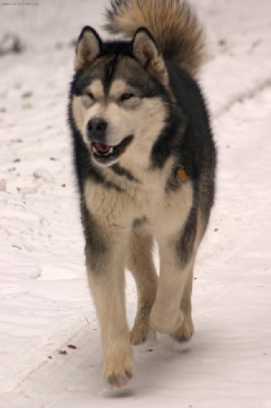 Foto: Adis-Na sn�hu je nejl�p....