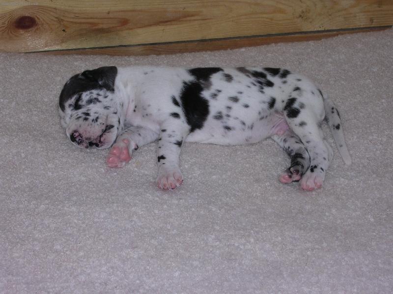 Foto: miminko n�meck� dogy-�t���tko z chovatelsk� stanice \"z Pern�t�nsk�ch hradeb\"