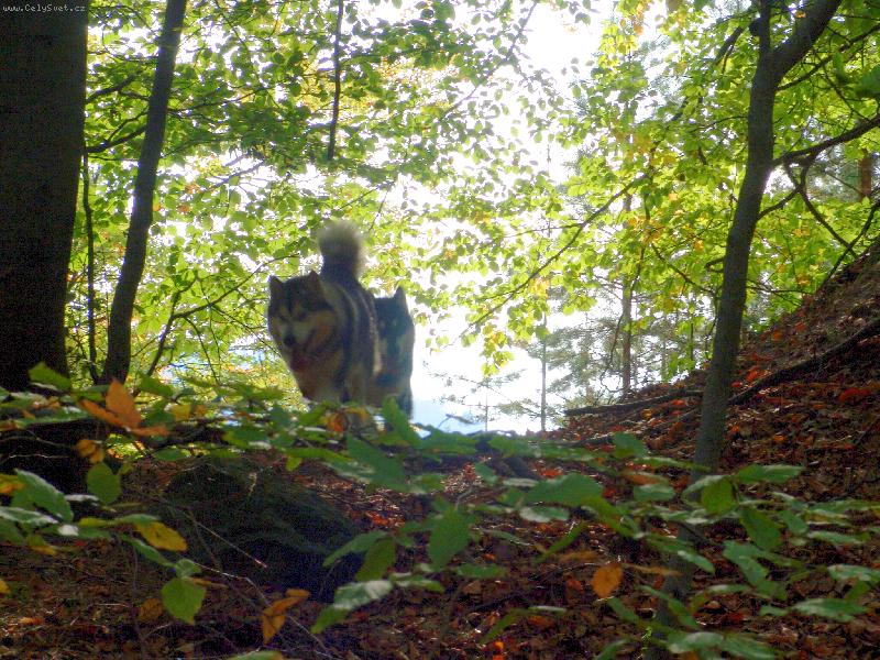 Foto: Podzimn� pohled do lesa