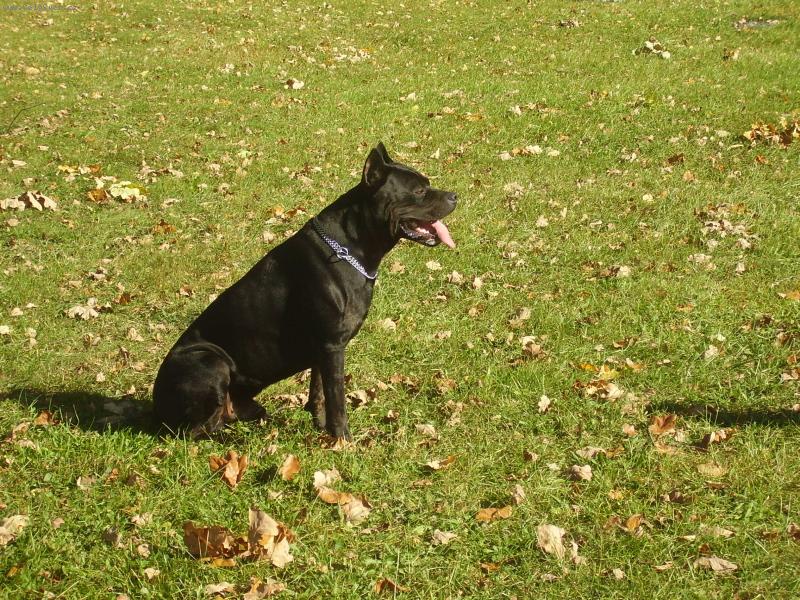 Foto: Siriusmax DPD-Siriusmax DPD