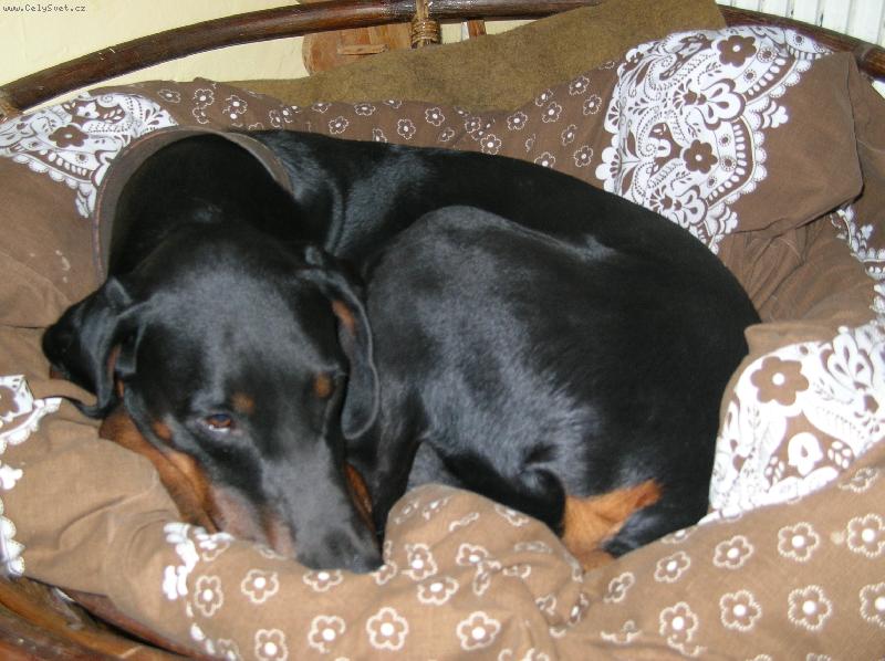 Foto: Fox��ek- dobrman