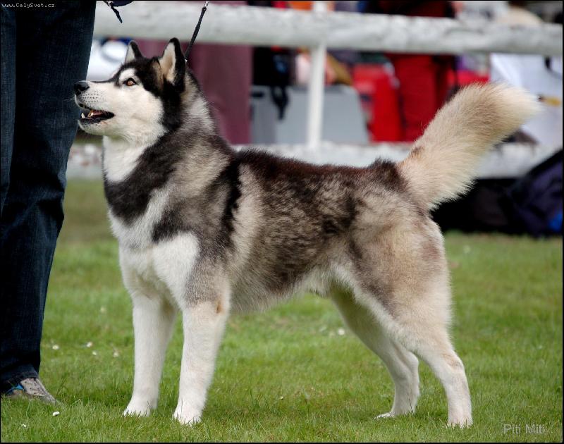 Foto: Siberian husky-Nanook