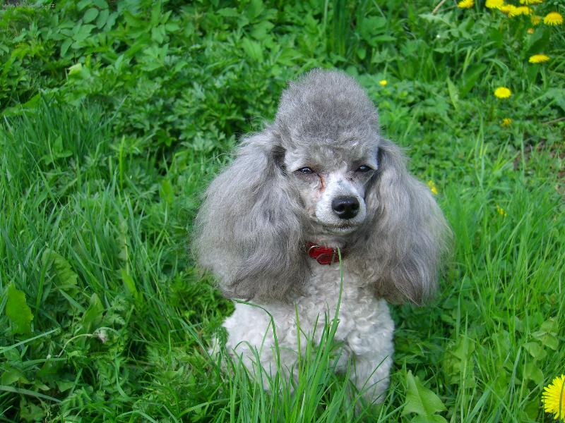 Foto: Pudl toy st��brn�-Marco Nagato