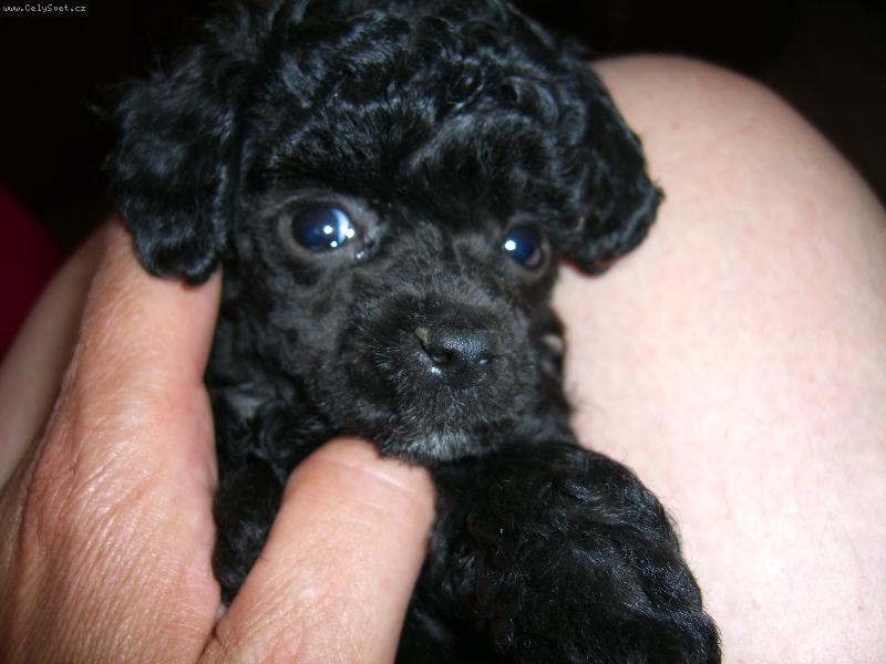 Foto: Pudl toy �ern�-7t�denn� fenka Shelly