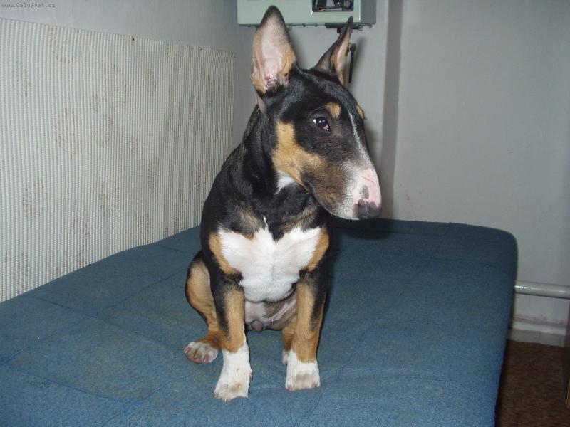 Foto: volam sa nefertiti