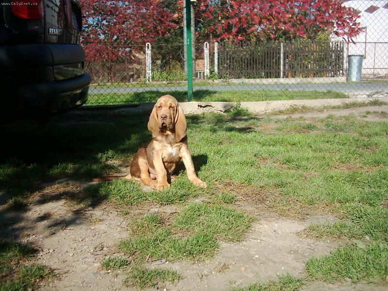 Foto: Victorius Famous Alhavant-mal�,ale �ikovn�