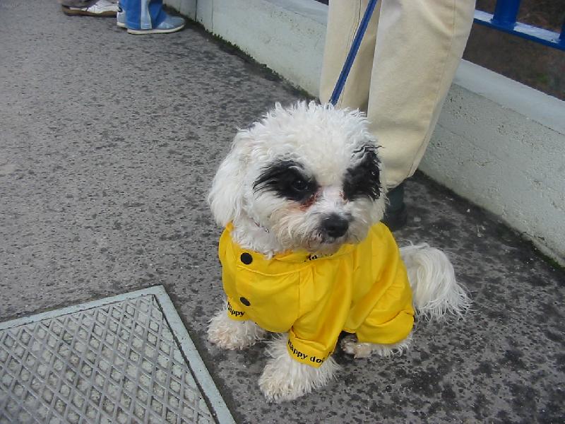 Foto: Denis povod�ov� turista-V�let na Slapy-z�plavy