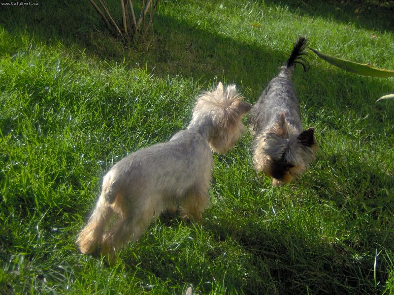 Foto: Charlie a Magie