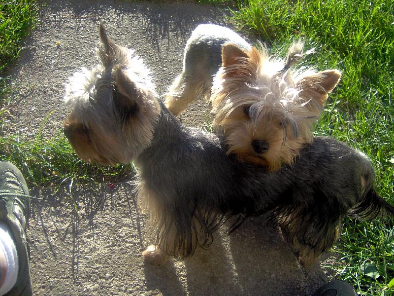 Foto: Charlie a Magie