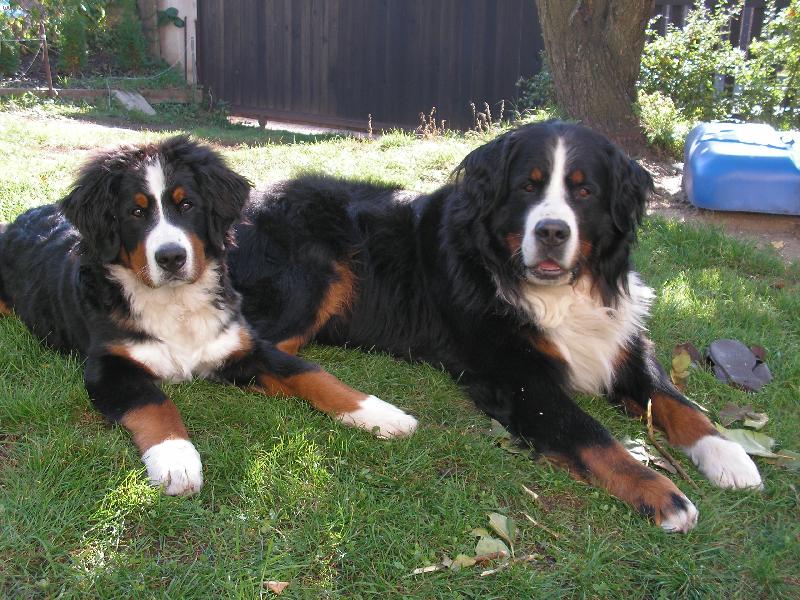 Foto: Brahms Eleuteria a Ch.Carda z Mile�ovsk� sala�e