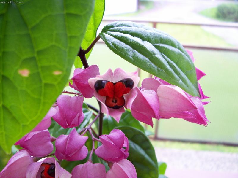 Foto: Blahoke� ,klerodendrum-Kyti�ka pro poteseni oka