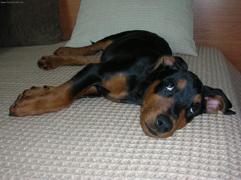 Foto: Rot - cerROT Danilo �kub�nek-Rot m� svoje str�nky, tak je m��ete omrknout :). http://rot.blog.cz/