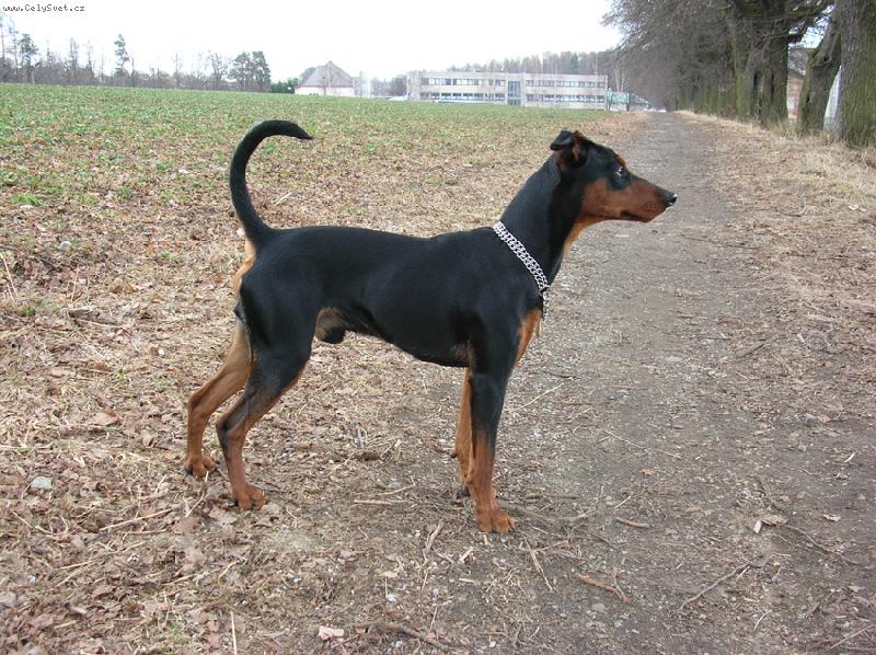 Foto: Rot - cerROT Danilo �kub�nek-Rot m� svoje str�nky, tak je m��ete omrknout :). http://rot.blog.cz/