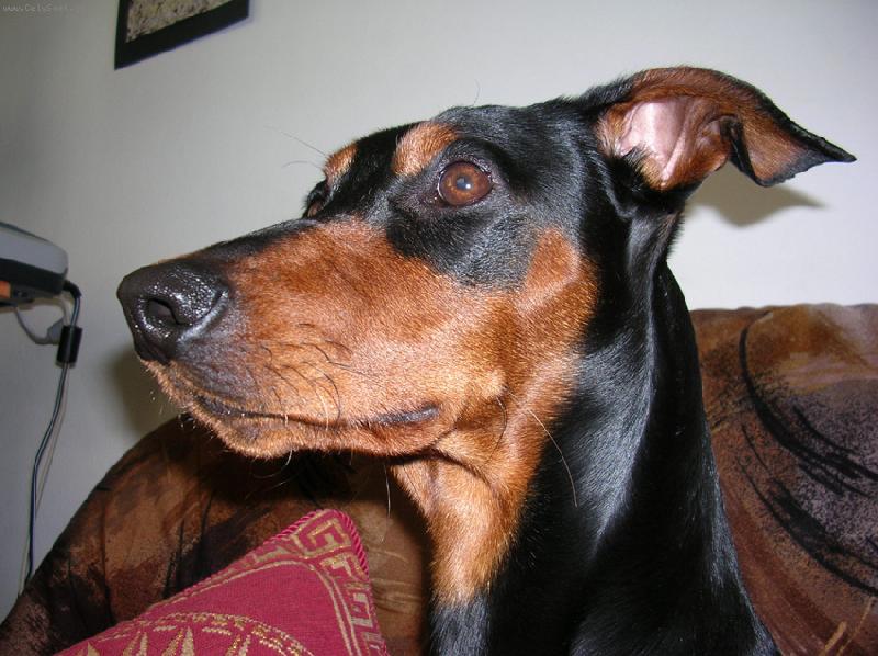 Foto: Rot - cerROT Danilo �kub�nek-Rot m� svoje str�nky, tak je m��ete omrknout :). http://rot.blog.cz/