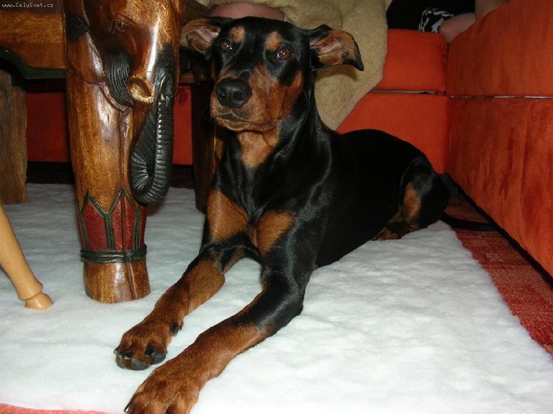 Foto: Rot - cerRot Danilo �kub�nek-Rot m� svoje str�nky, tak je m��ete omrknout :). http://rot.blog.cz/