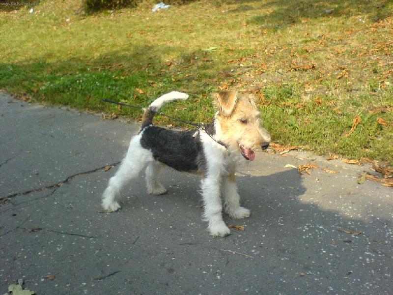 Foto: Harry DE BOA DOR� (vyhl�ej�c� jakou by ud�lal dal�� lump�rnu)-To je Harry de Boa Dor�, p�vodem od Martiny, a je to p�kn� chachar :-) Na fotografii jsou mu cca 3 m�s�ce