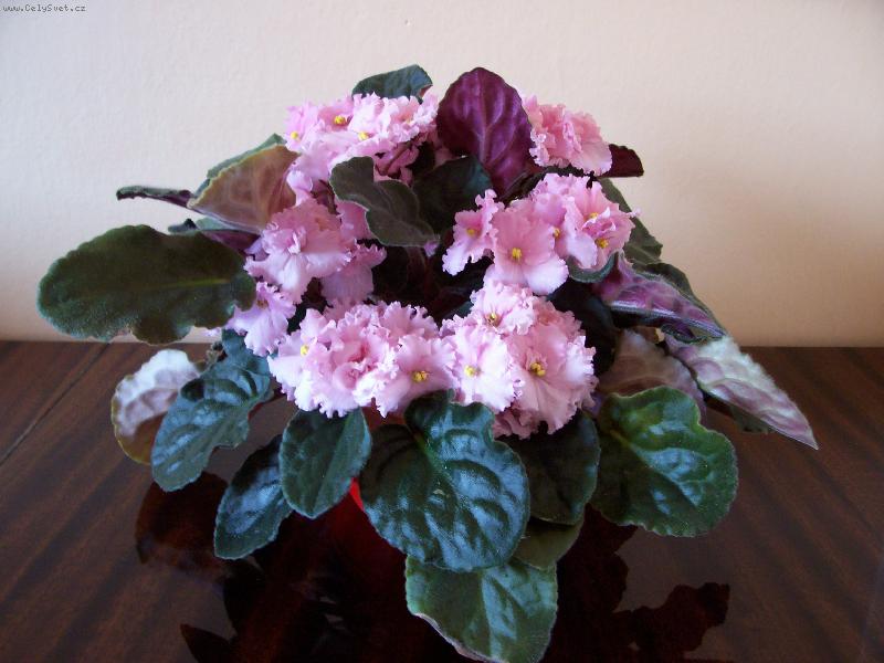 Foto: Africka fialka-Kyti�ka pro poteseni oka