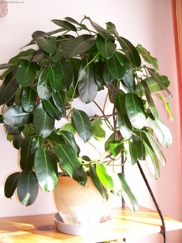 Foto: Stefanotis,v�ncovec kv�tnat�-Rostlina po odkv�tu