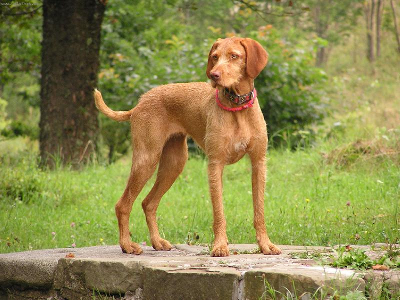 Foto: fenka ma�arsk�ho oha�e dr�tosrst�ho