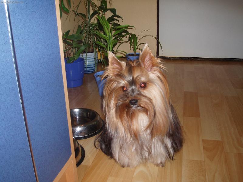 Foto: �um��ek-Akinek-Akinek doma