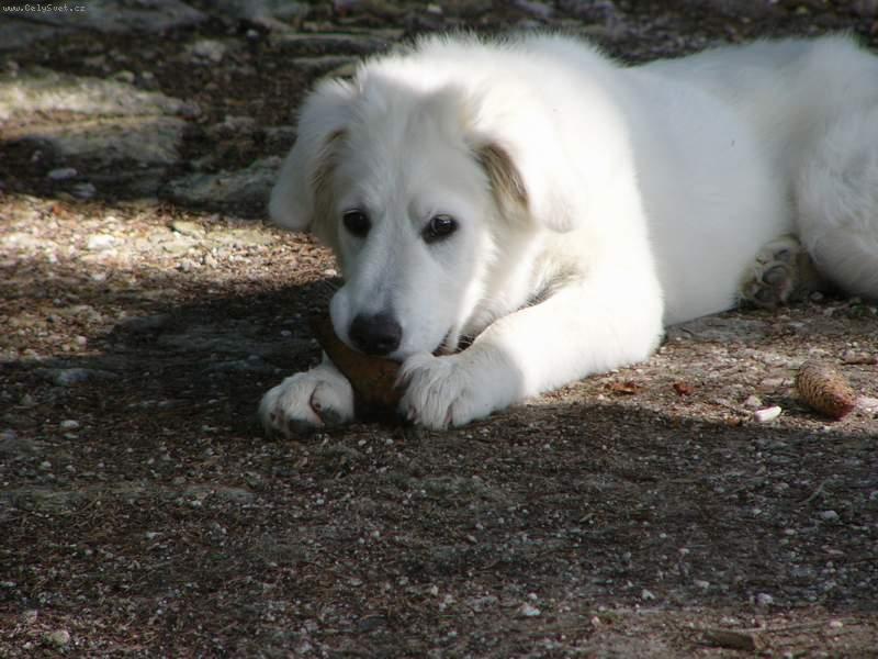 Foto: Na�e veverka B�ra