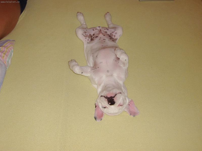 Foto: MIKE-v POST�LCE JE NEJL�P