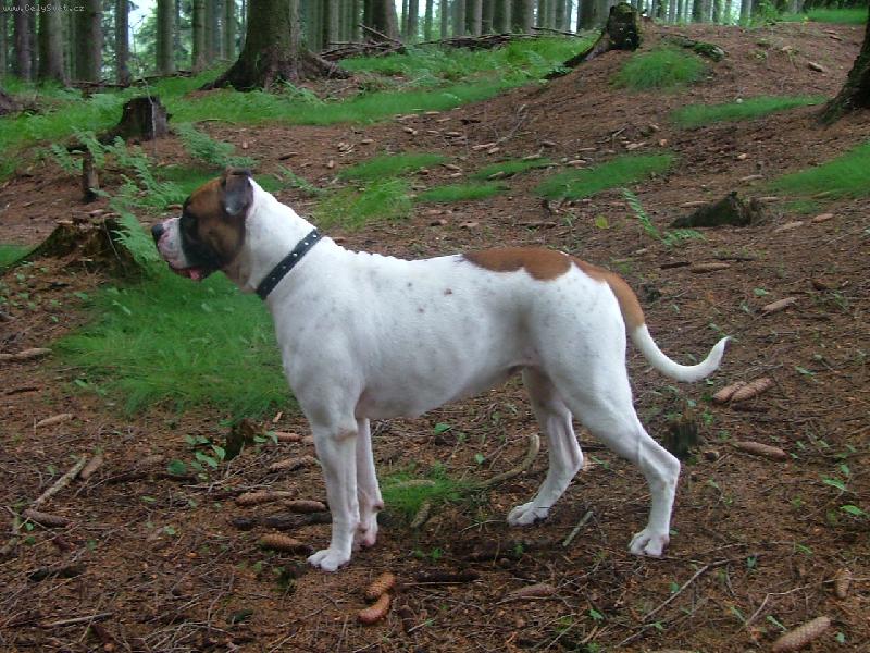 Foto: Grufik\'s Roxana -american bulldog typ standart-..m�j 17m�s��n� ,,mil�ek,,/maj.Blanka Furi�ov�/
