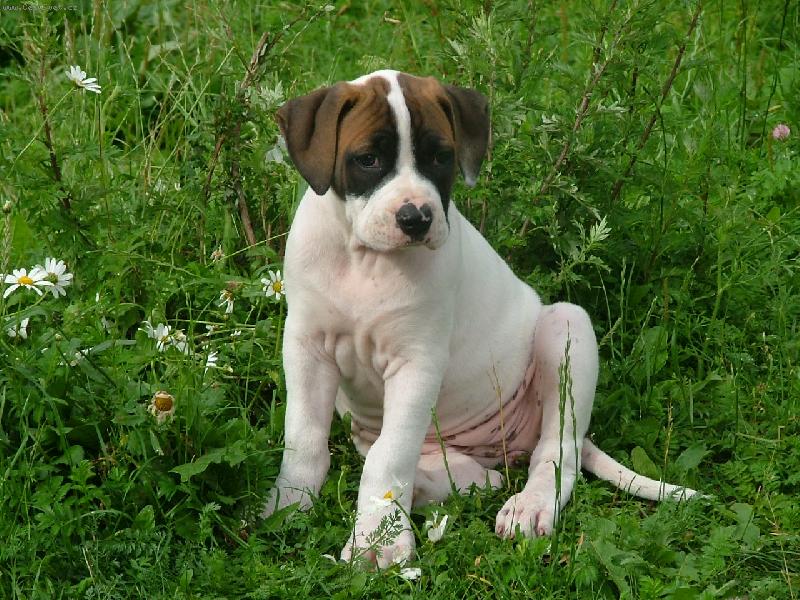 Foto: american bulldog /typ standart/-m�j mil�ek co-by �t�ndo /maj.B.Furi�ov�/