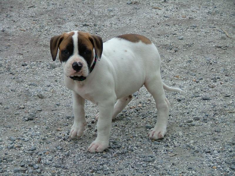 Foto: american bulldog /typ standart/-m�j mil�ek co-by �t�ndo /maj.B.Furi�ov�/